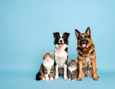 CBD para Mascotas: Una Alternativa Natural para su Bienestar